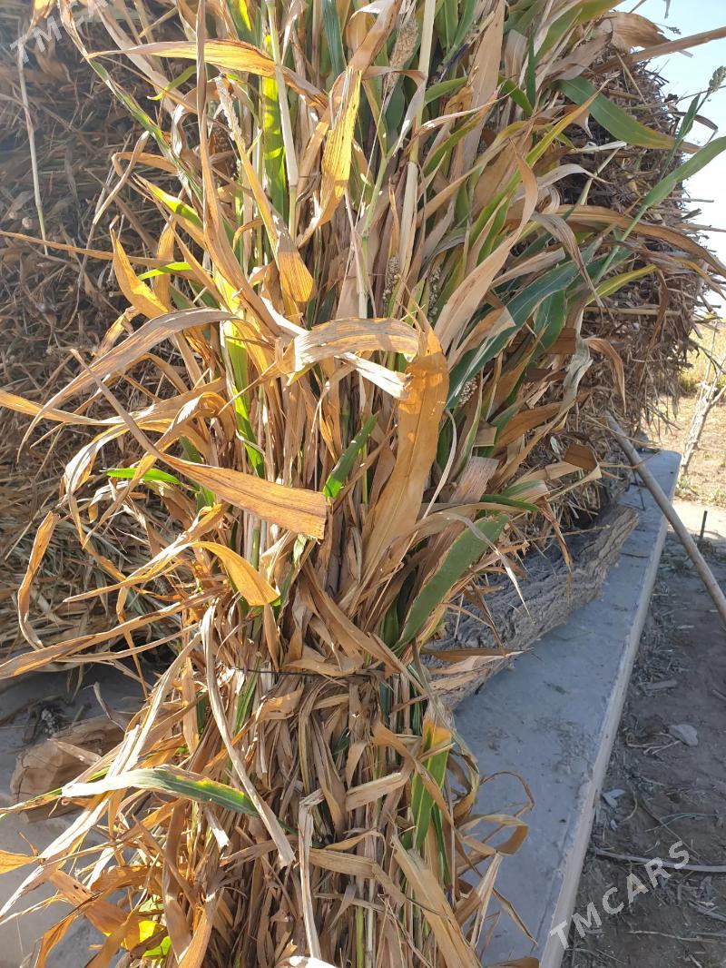 Jügäri öt - Дашогуз - img 2