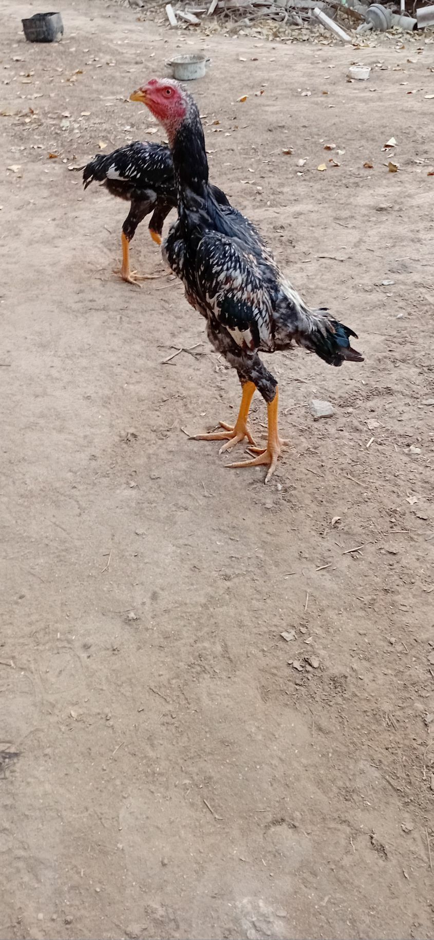 Horaz jüje - Sakar - img 2