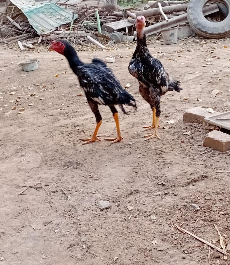 Horaz jüje - Sakar - img 5