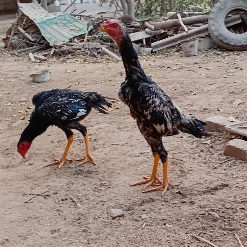 Horaz jüje - Sakar - img 4