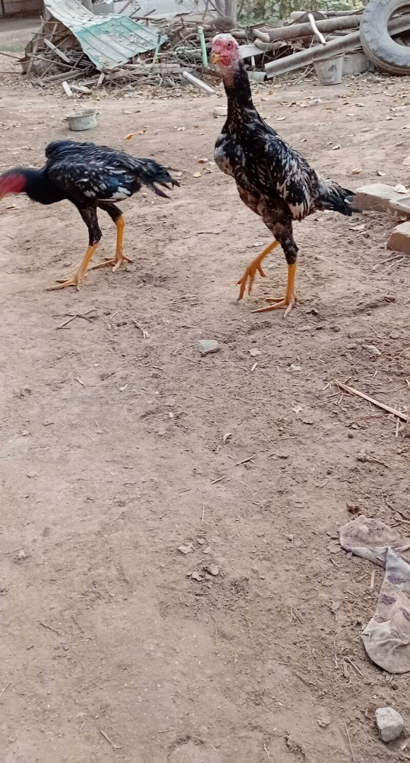 Horaz jüje - Sakar - img 3