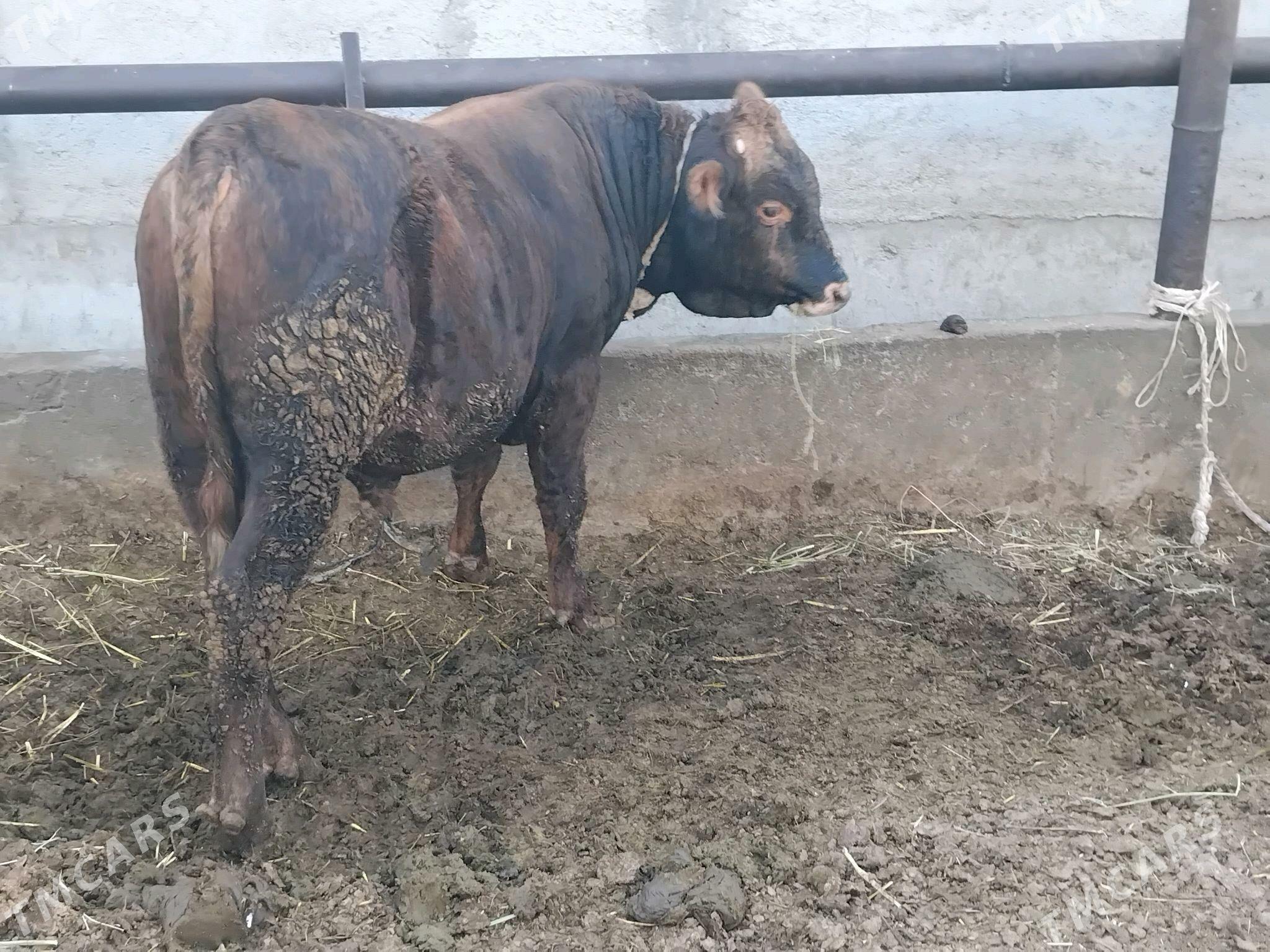 OKUZ - Бахарден - img 1