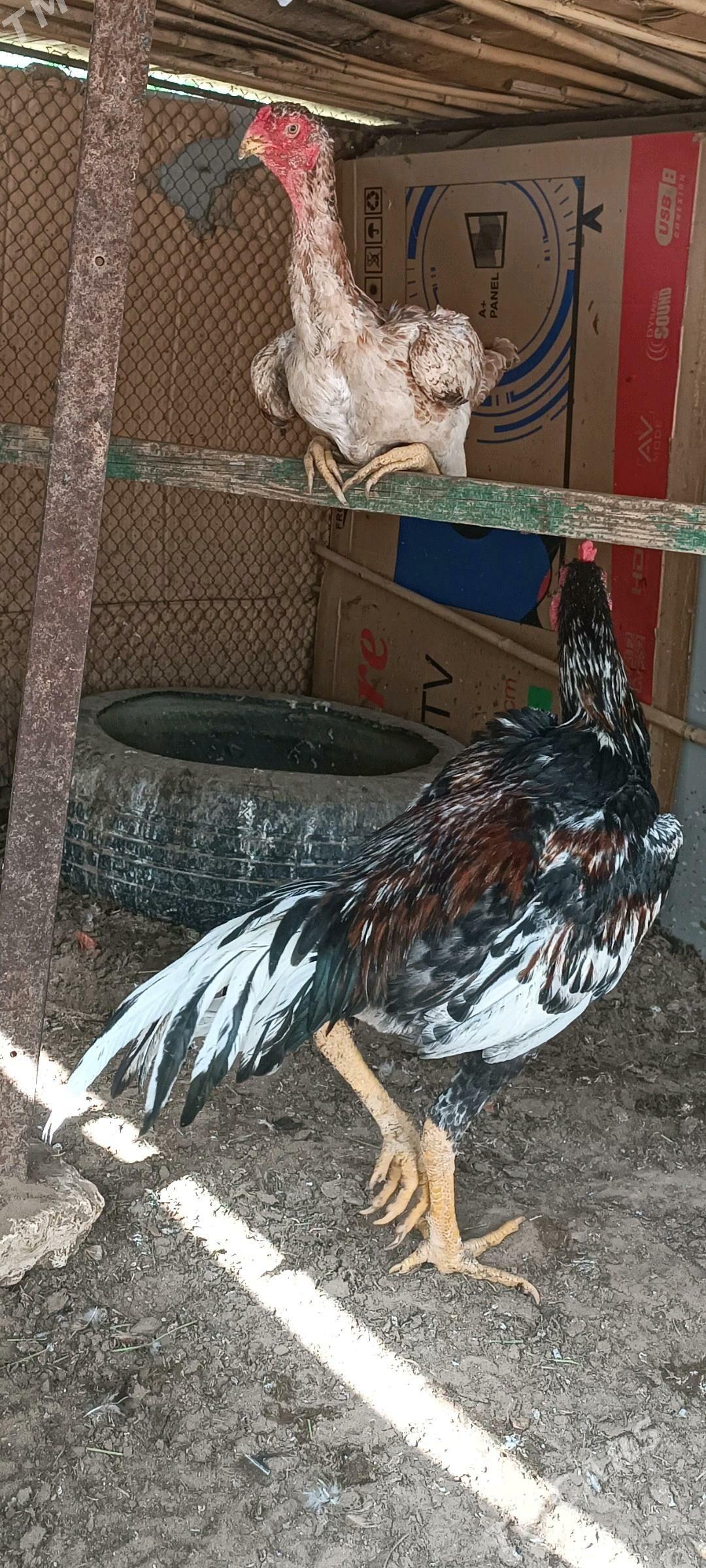 Taşkent ýumurtga - Täze zaman - img 1