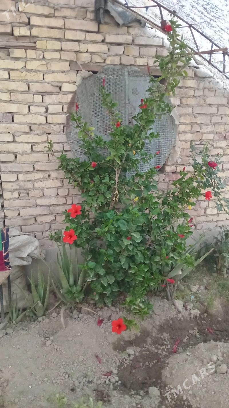 Damasny guler - Türkmenabat - img 3