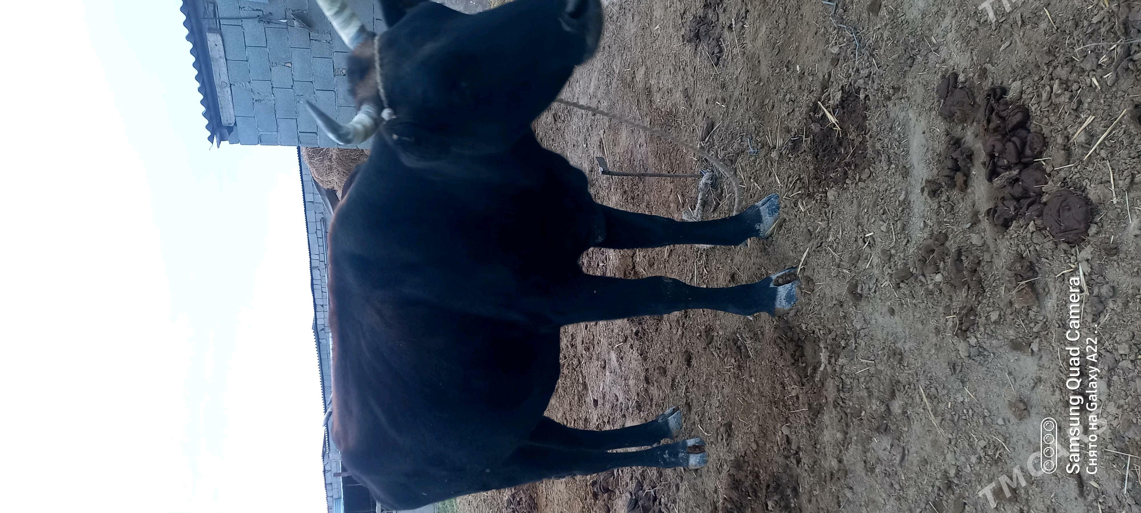 Sygyr - Ak bugdaý etraby - img 2