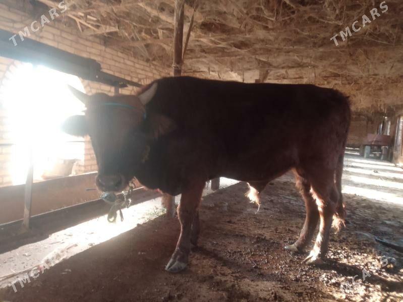 окуз - Çärjew - img 1