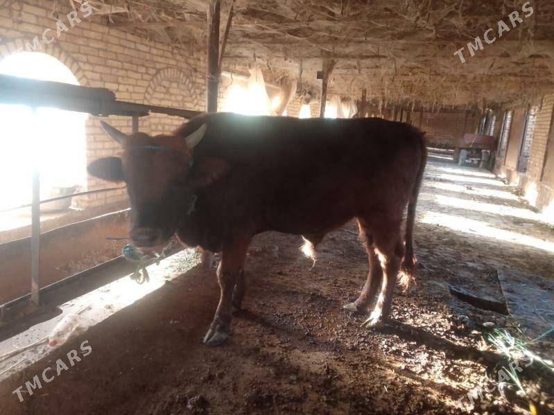 окуз - Çärjew - img 5