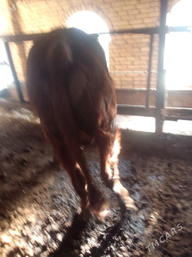 окуз - Çärjew - img 2