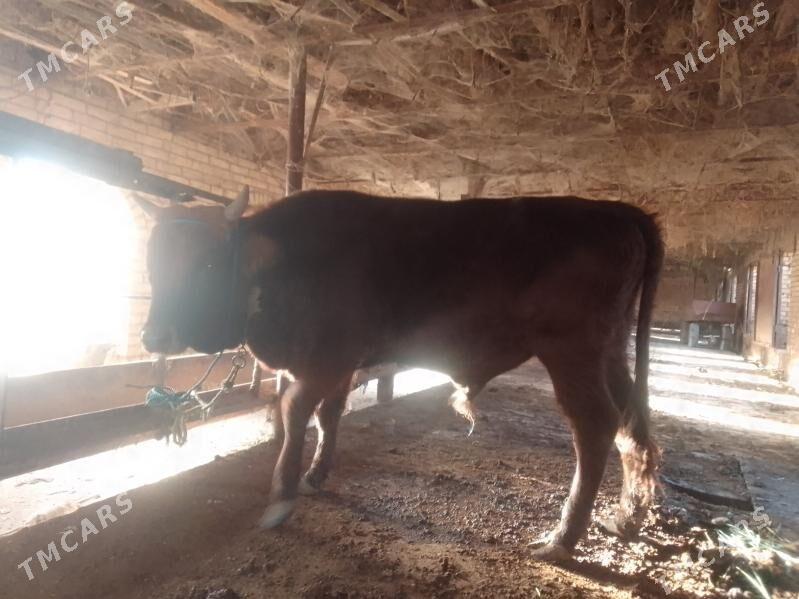 окуз - Çärjew - img 3