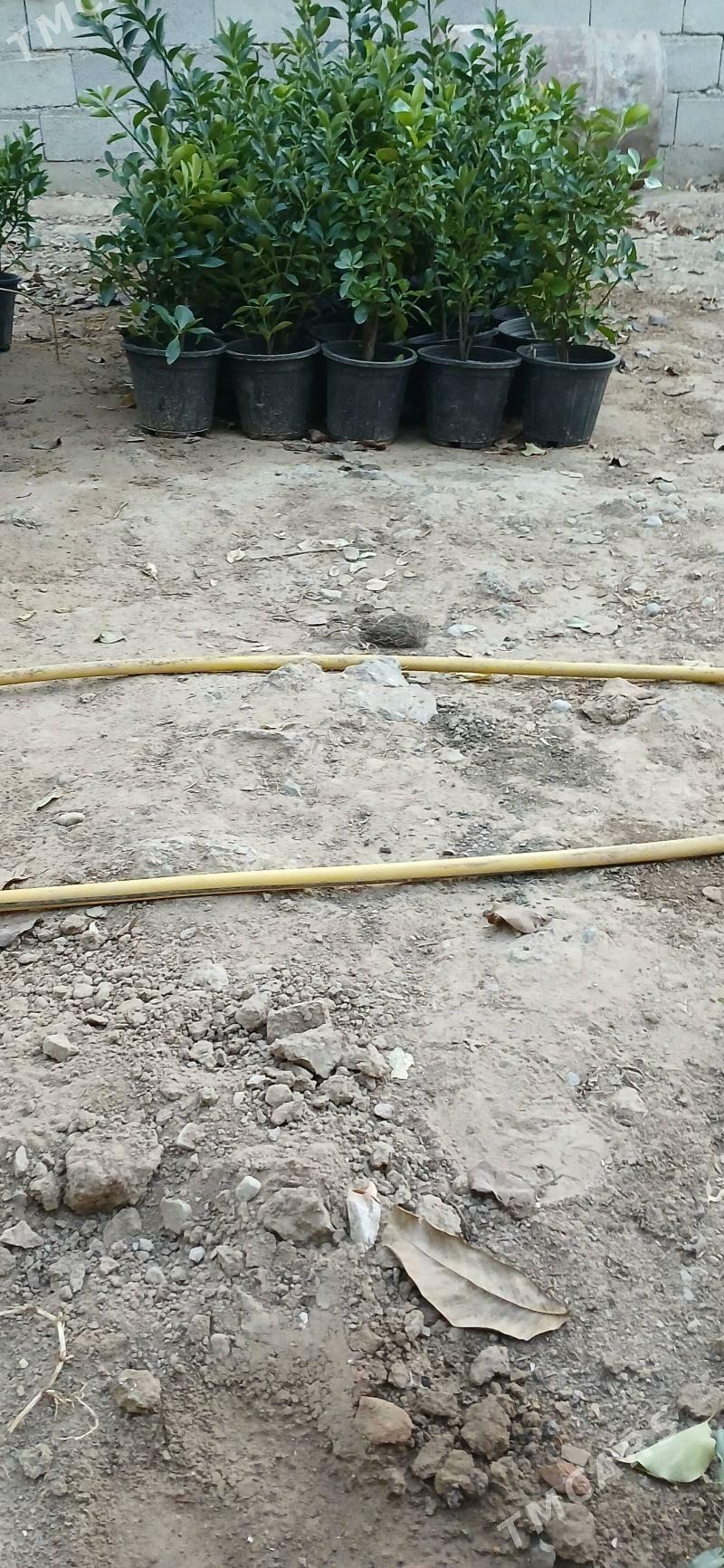 Wešnyý zelýonyý - Bekrewe - img 2