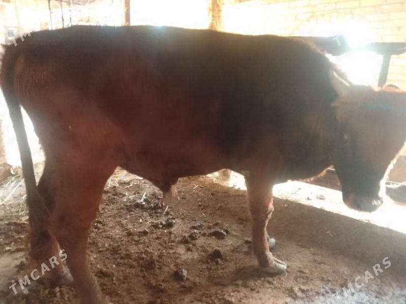 окуз - Çärjew - img 4