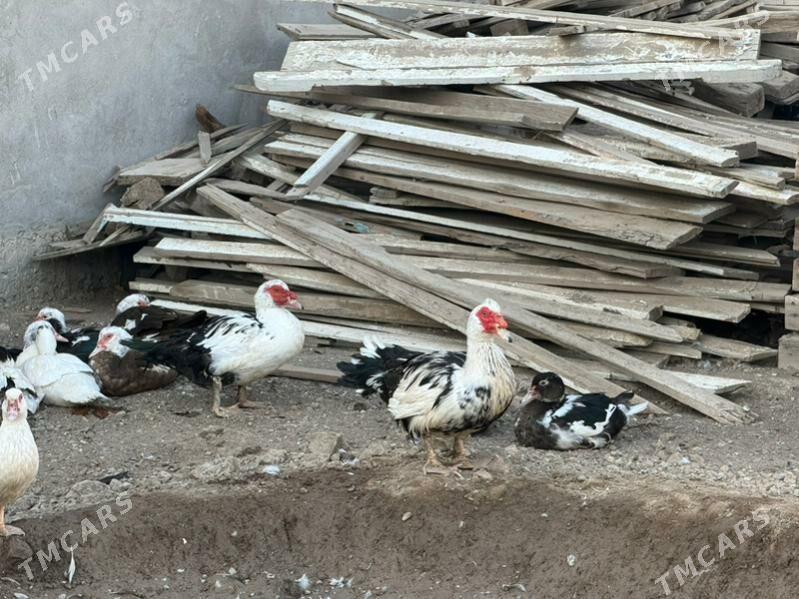 ordek yasilbaş - Бузмеин - img 3