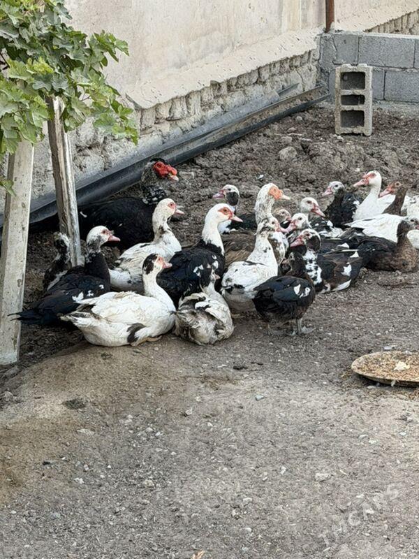 ordek yasilbaş - Бузмеин - img 2