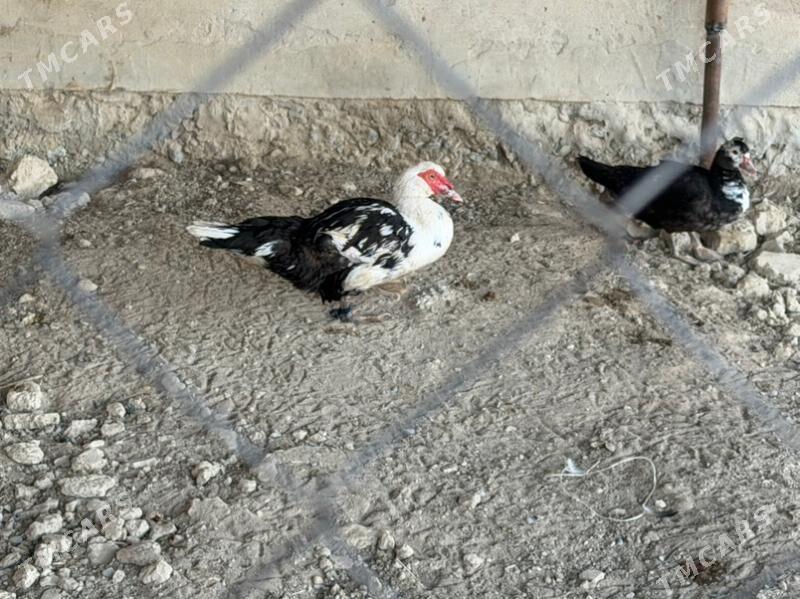 ordek yasilbaş - Бузмеин - img 5