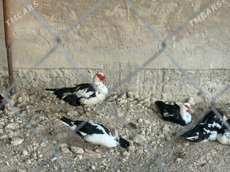 ordek yasilbaş - Бузмеин - img 4