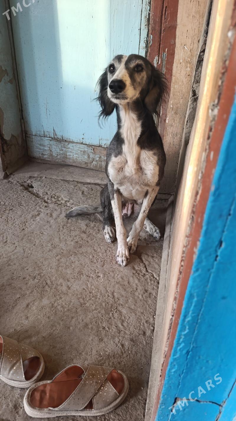 Gökje - Дянев - img 1