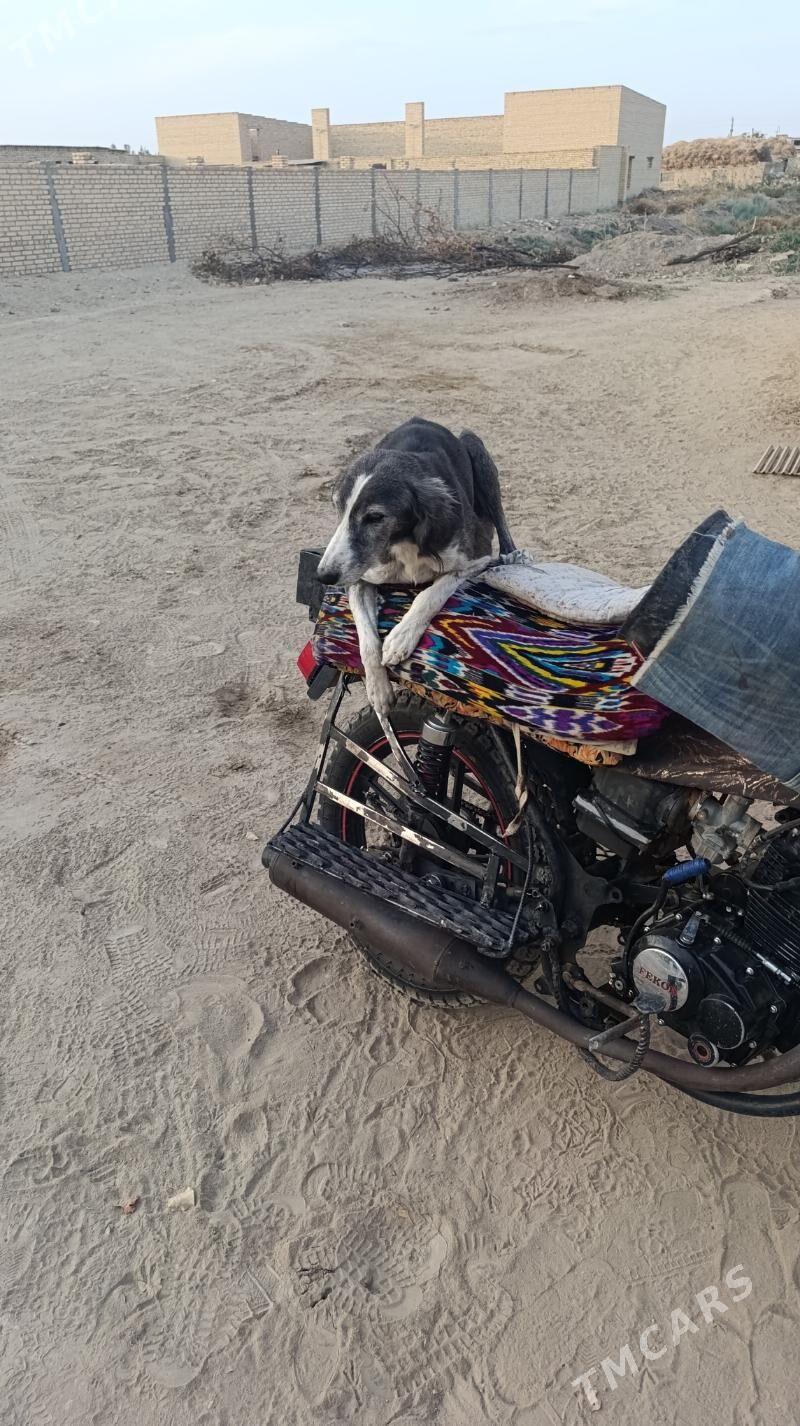 Gökje - Дянев - img 2