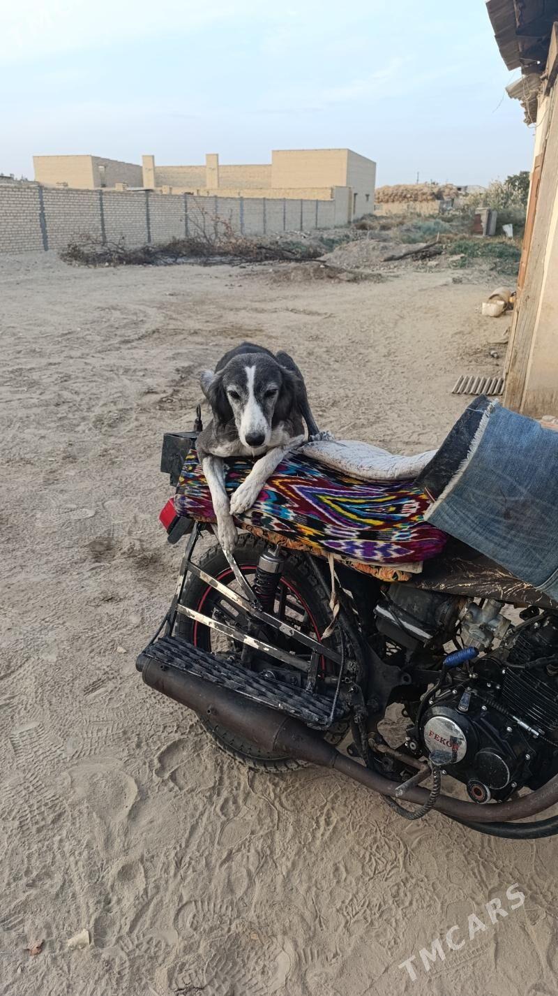 Gökje - Дянев - img 3