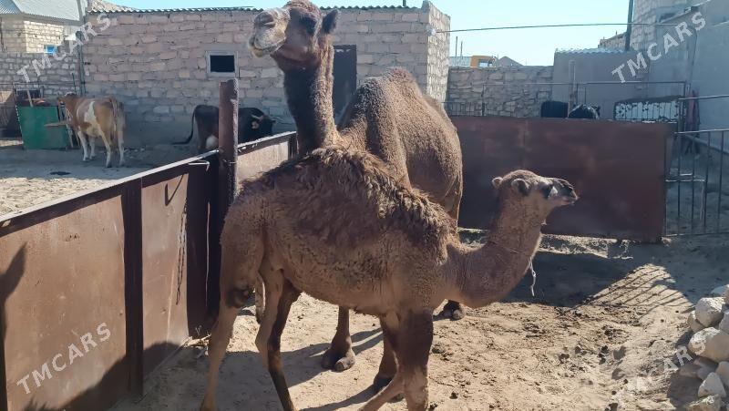 Köşekli düýe satlyk - Gumdag - img 2