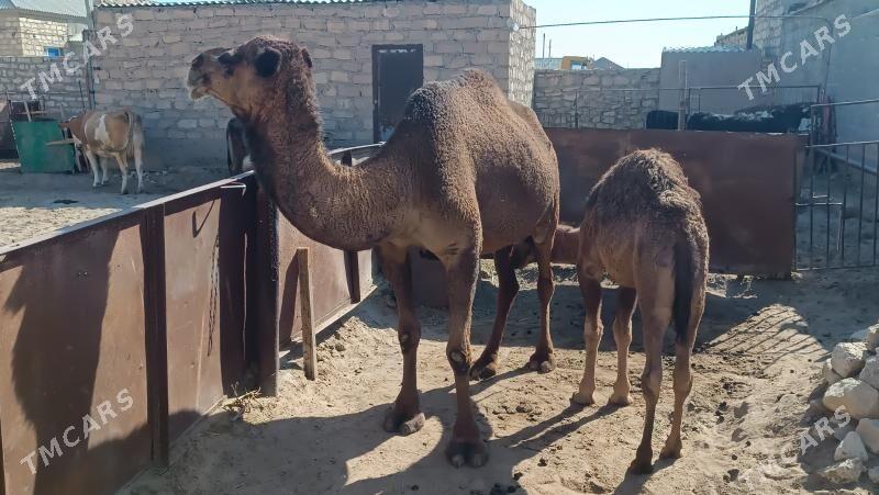 Köşekli düýe satlyk - Gumdag - img 1