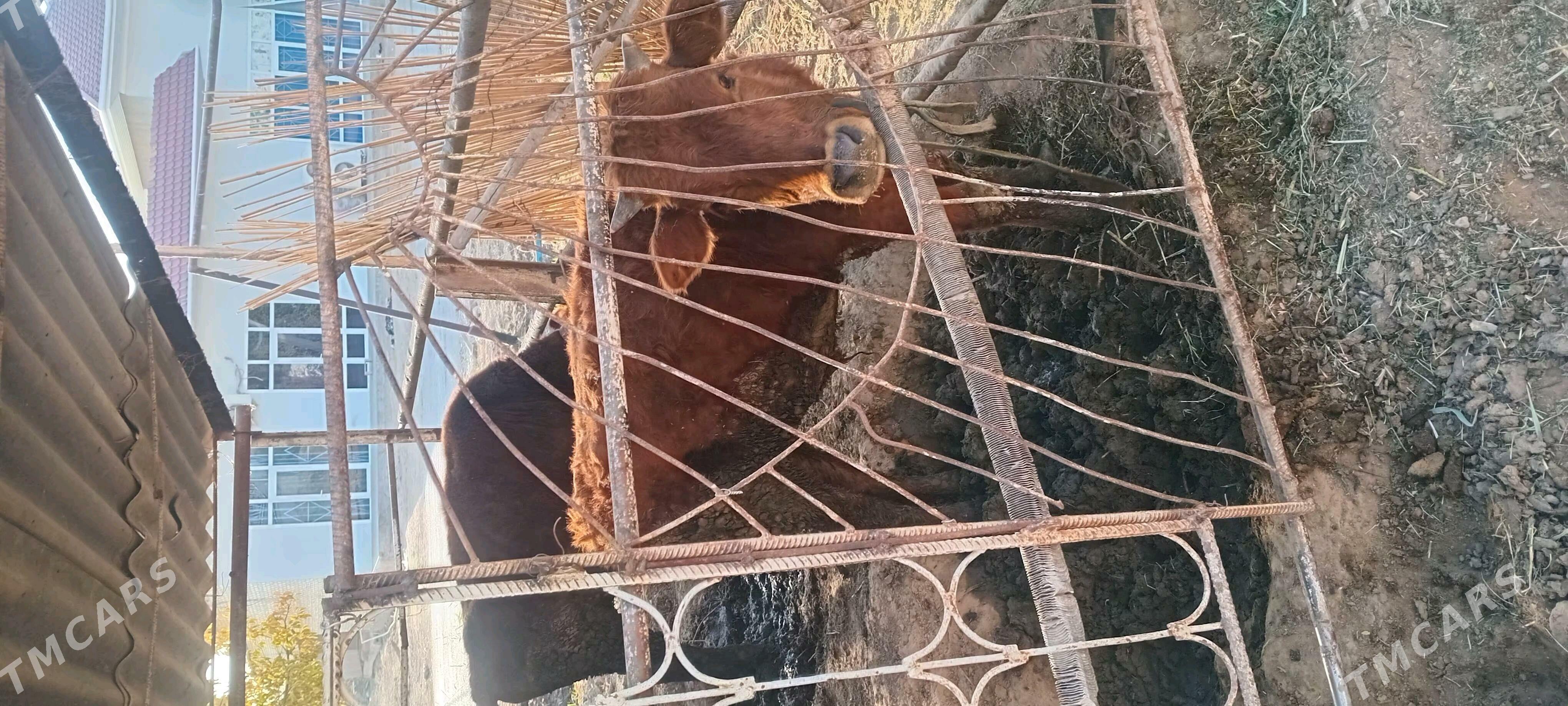 Okuzler - Wekilbazar - img 2