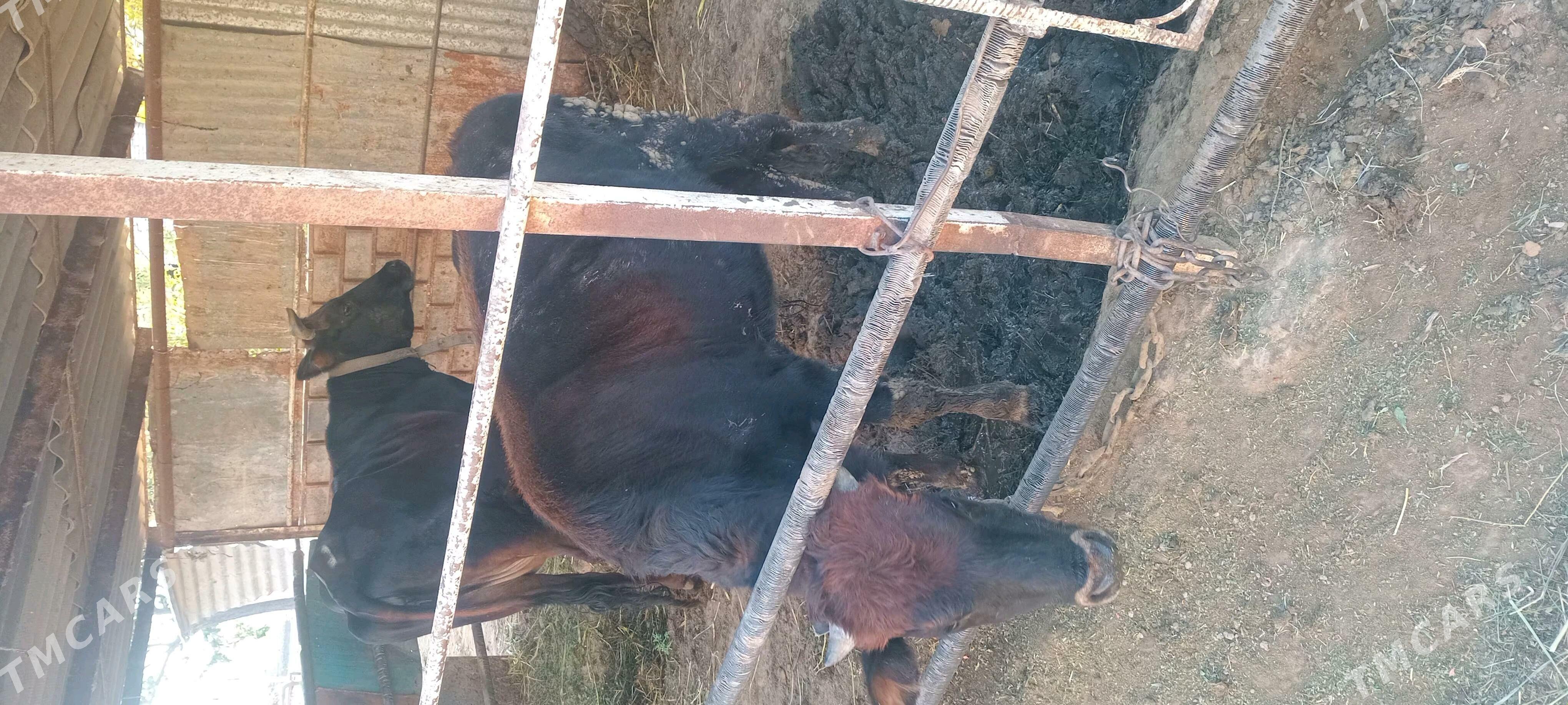 Okuzler - Wekilbazar - img 3