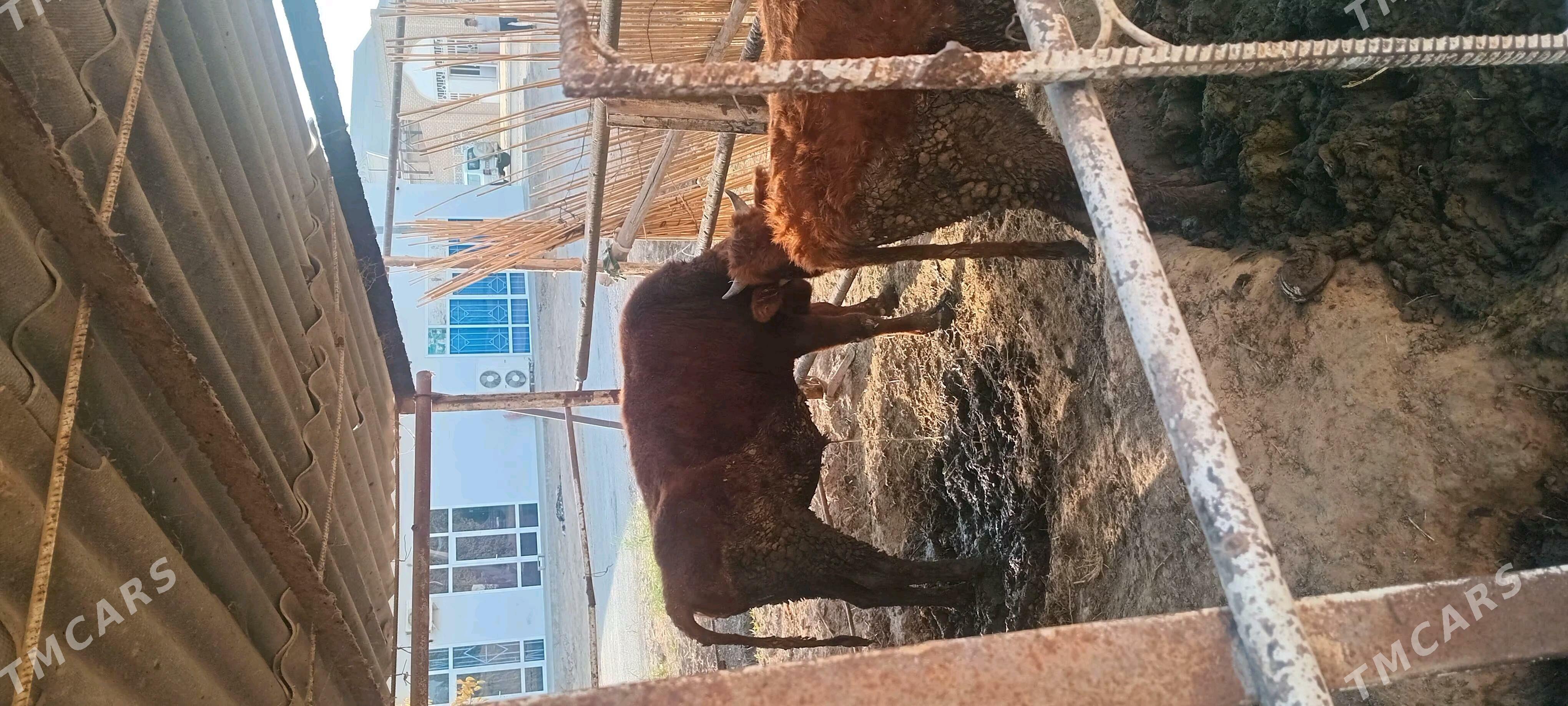 Okuzler - Wekilbazar - img 1