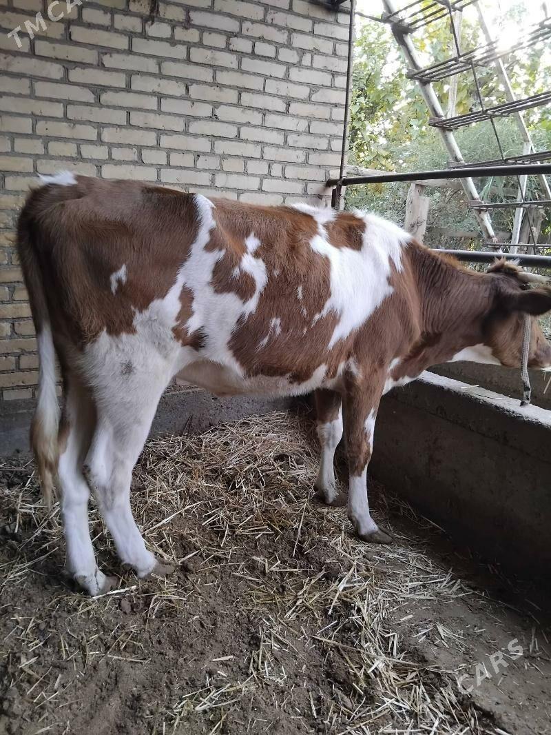 gibrit unajyn - Çärjew - img 3