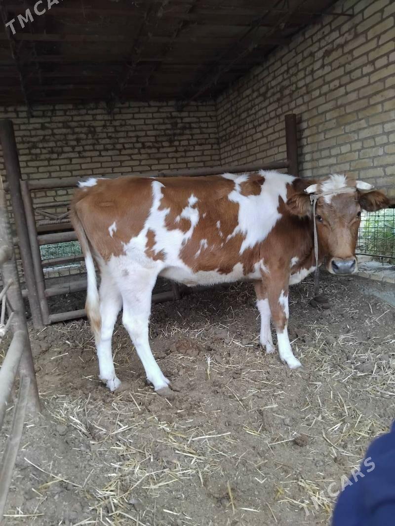 gibrit unajyn - Çärjew - img 1