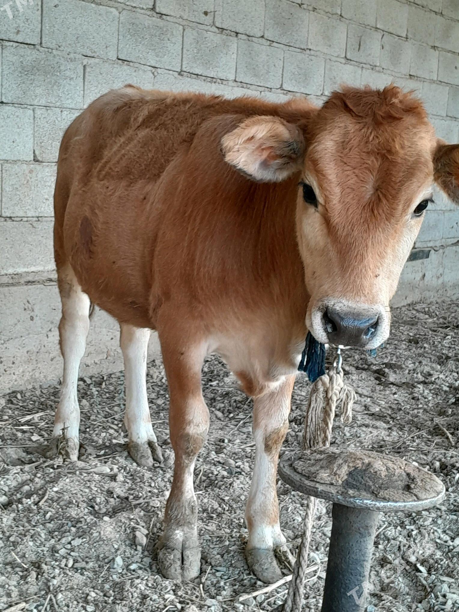 tùweler. - Bäherden - img 2