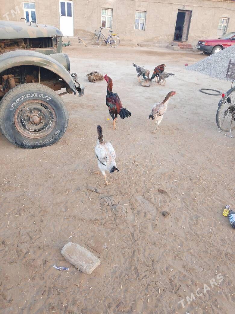 bayes horaz - Мары - img 1