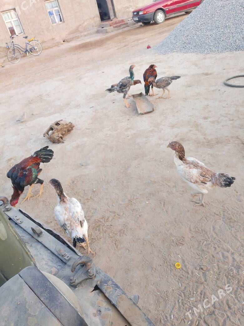 bayes horaz - Мары - img 5