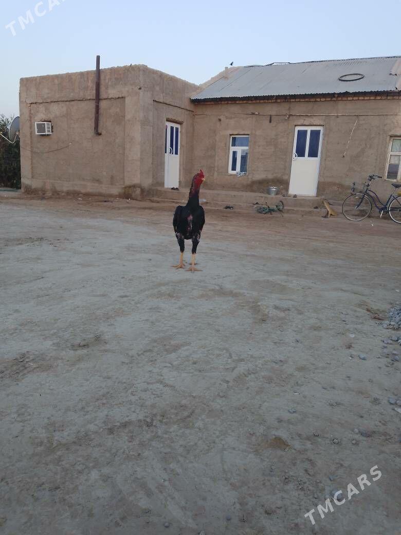 bayes horaz - Мары - img 2