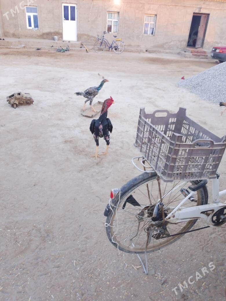 bayes horaz - Мары - img 4