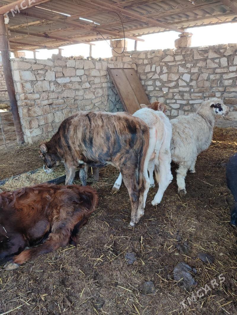 gacar - Balkanabat - img 1