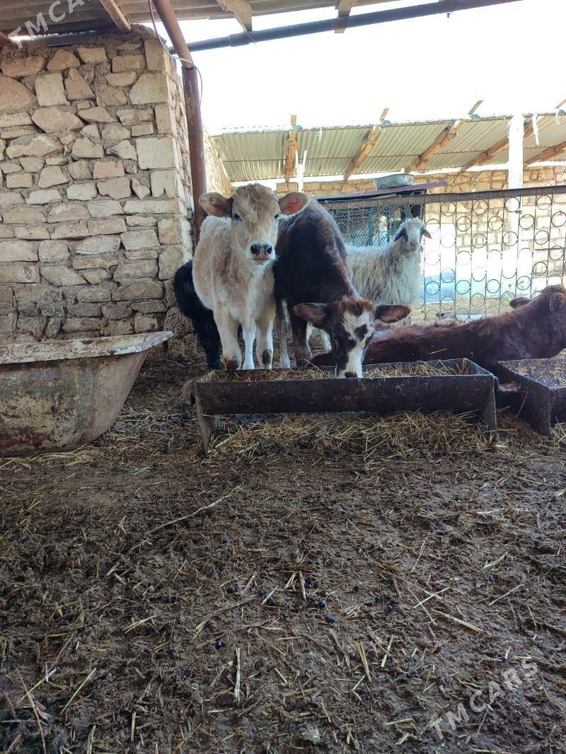 gacar - Balkanabat - img 2