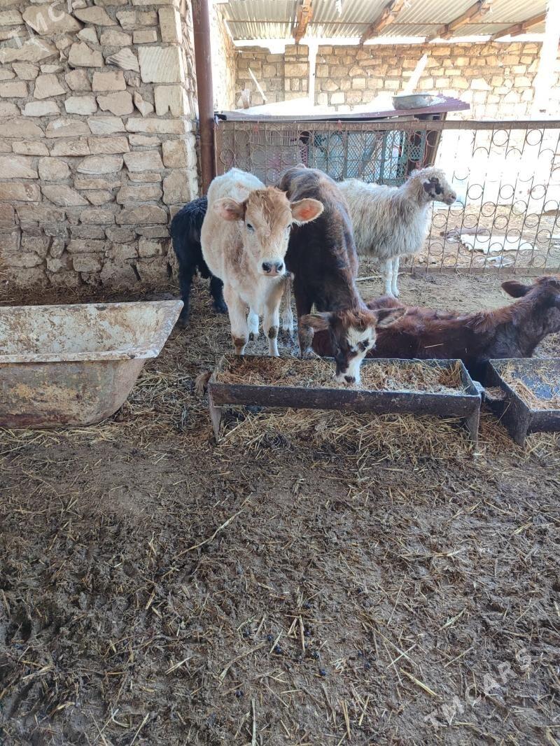 gacar - Balkanabat - img 3