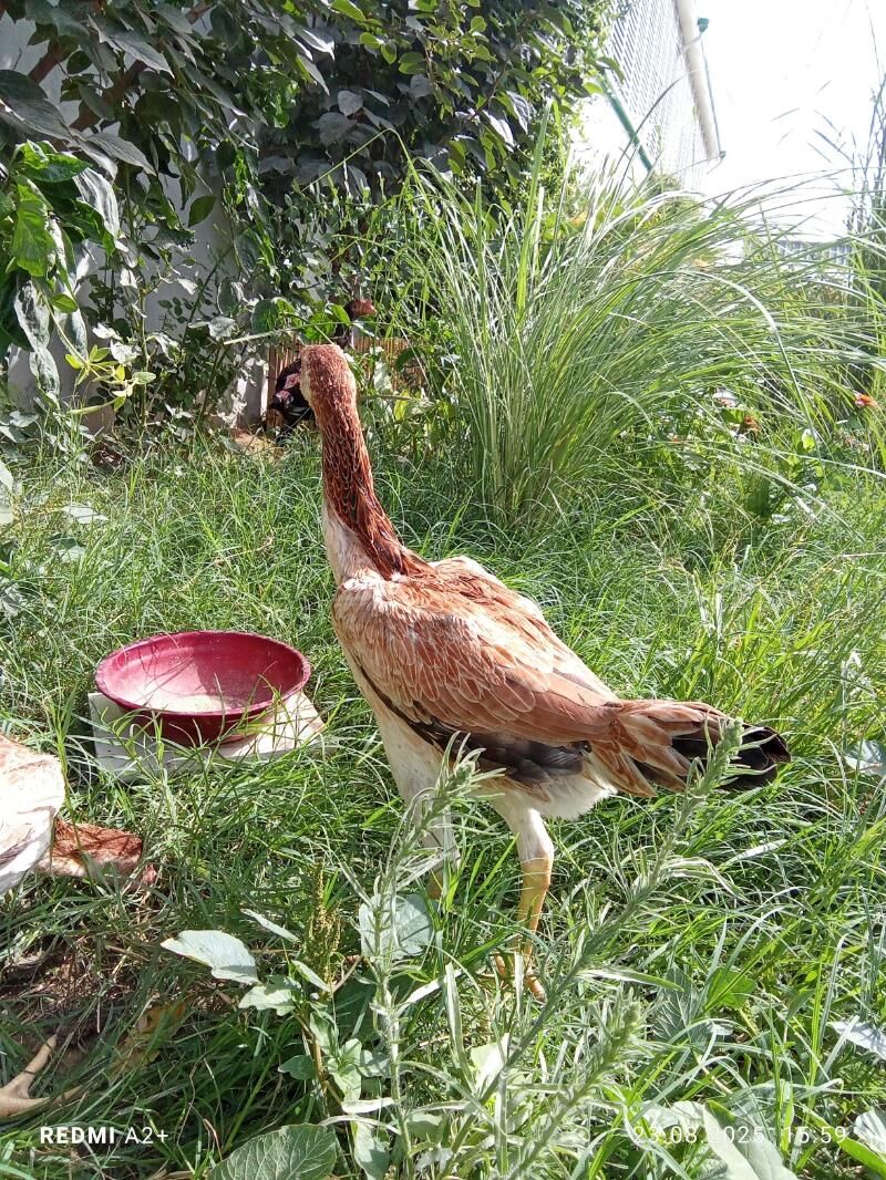 taşkent mäki - Gökje - img 2