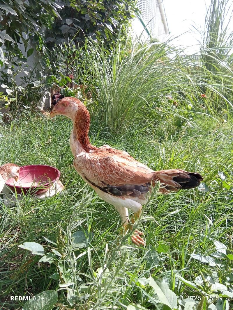 taşkent mäki - Gökje - img 1