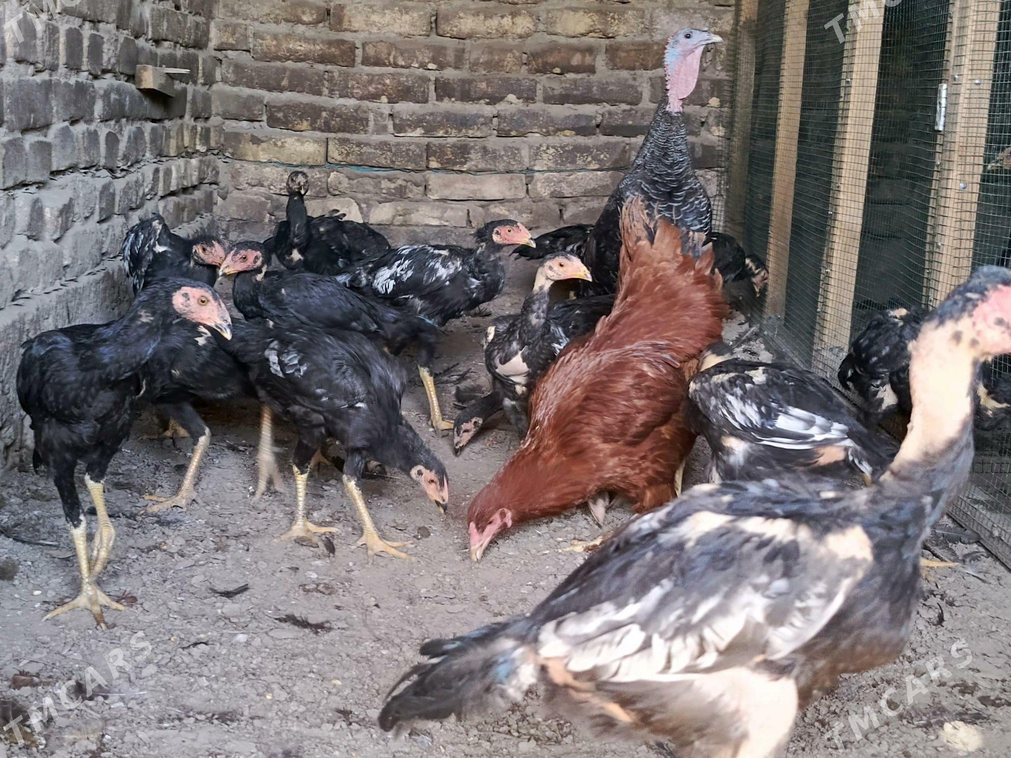 horaz - Дашогуз - img 1