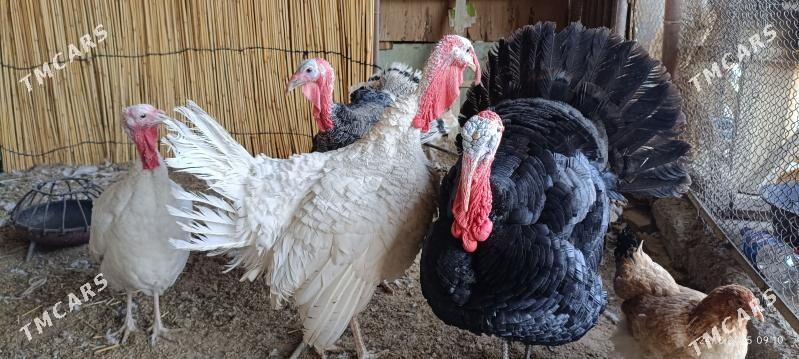 induk - Mary - img 2