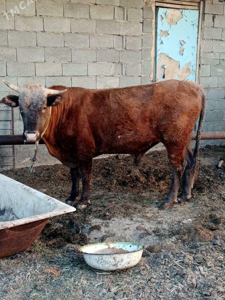 Okiz - Bereket - img 3