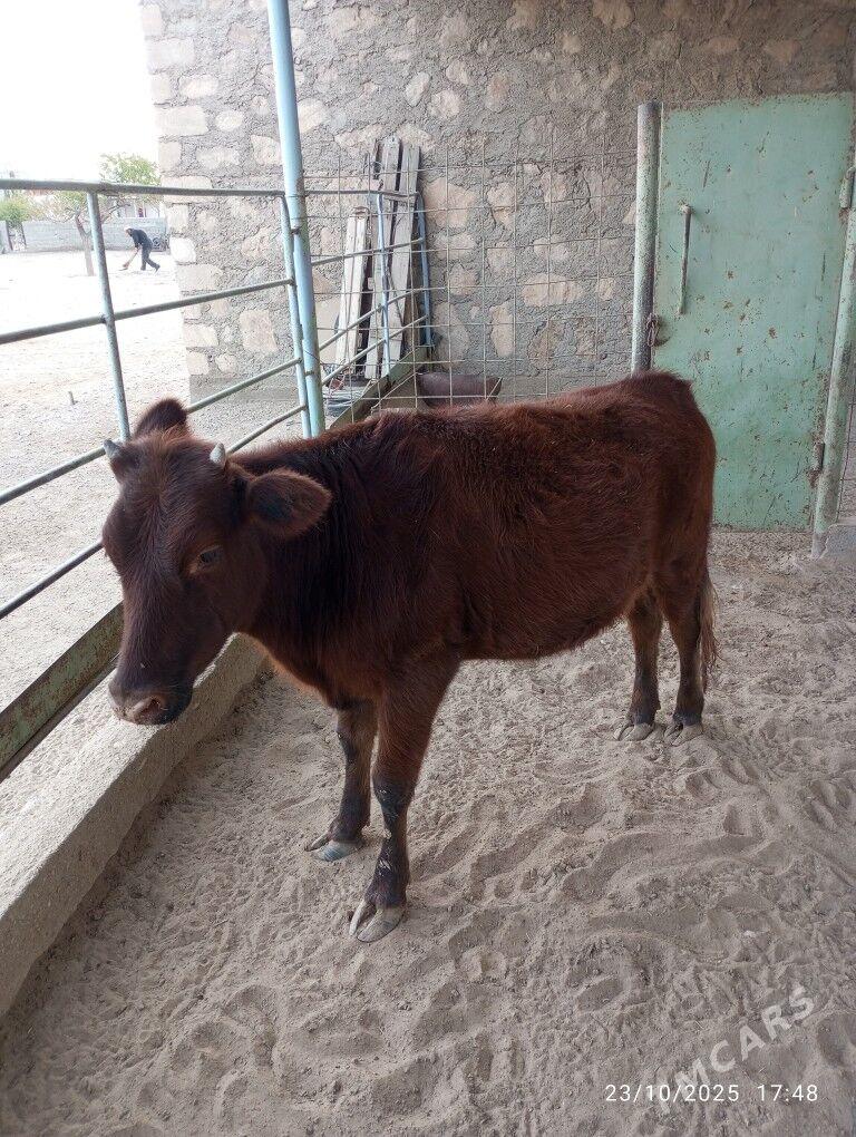 satlyk gaçar - Джебел - img 2