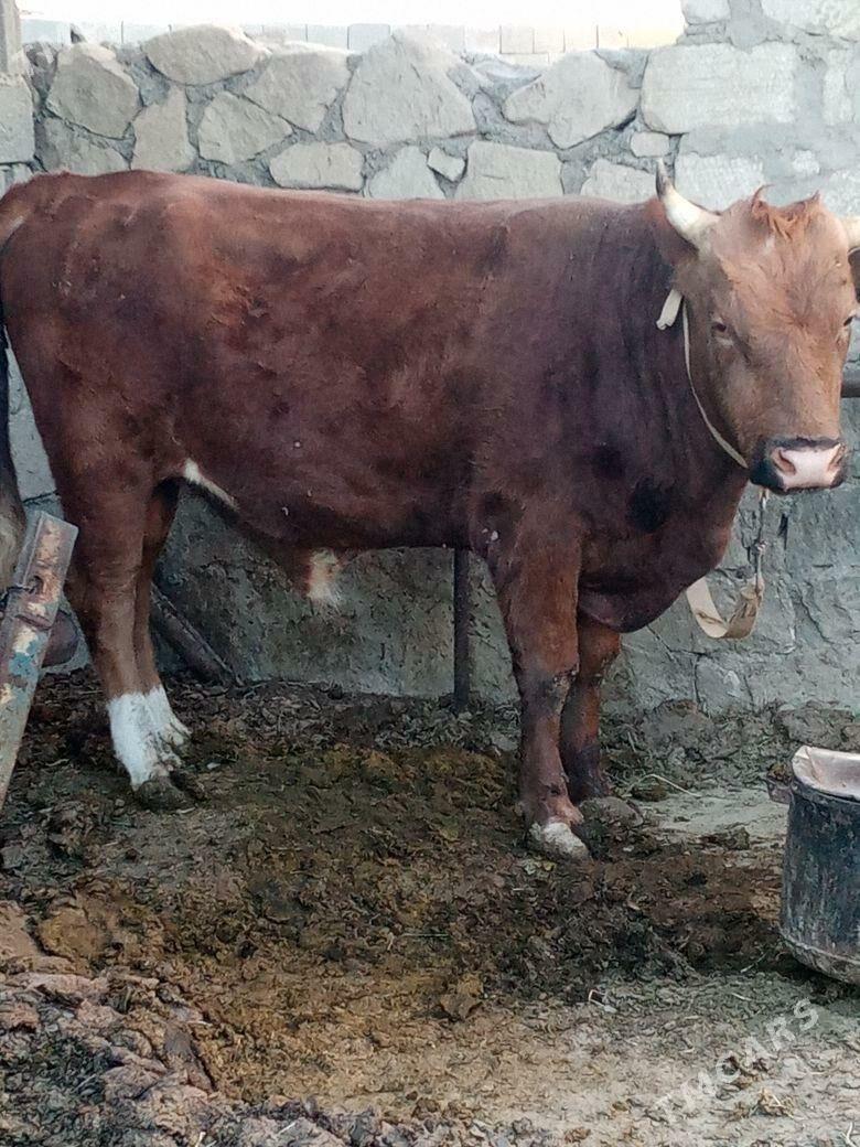 Okiz - Bereket - img 2