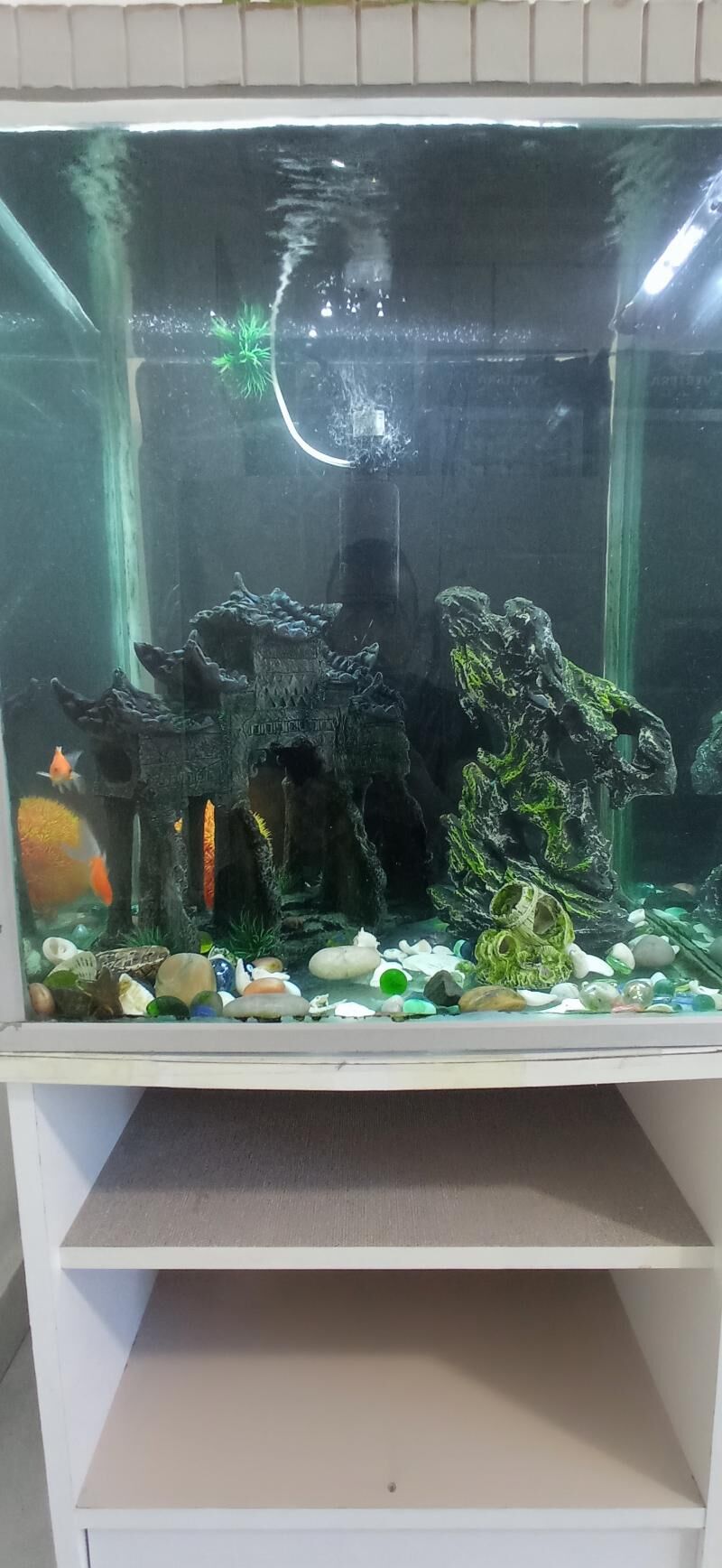 Akvarium  - Балканабат - img 4