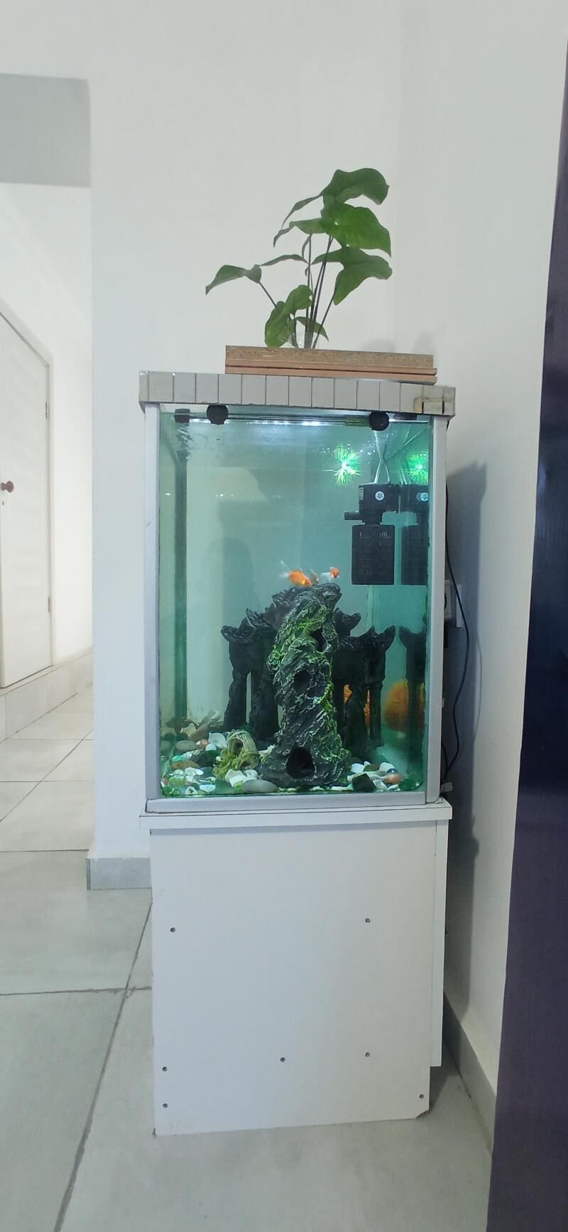 Akvarium  - Балканабат - img 3