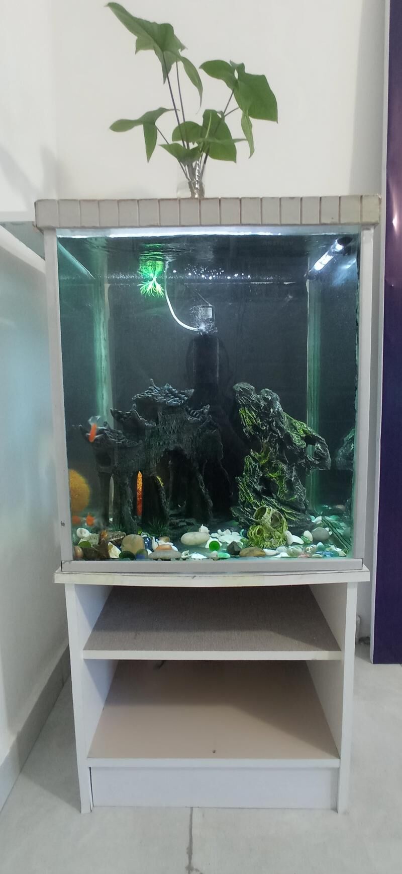 Akvarium  - Балканабат - img 6