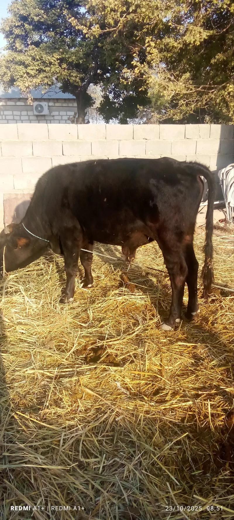 okuz - Гызыларбат - img 2