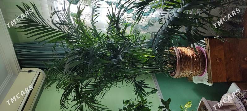 Пальма Арека 180см - Parahat 4 - img 4