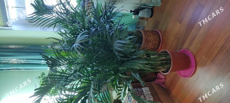 Пальма Арека 180см - Parahat 4 - img 3